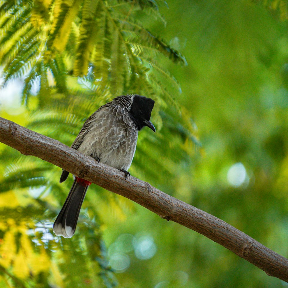 a small bird perched on a tree branch