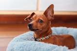 A small brown dog with distinctive upright ears is lying in a soft, fluffy blue bed. The dog is wearing a colorful, patterned collar. The background features a soft-focus, neutral-toned interior.