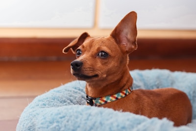 A small brown dog with distinctive upright ears is lying in a soft, fluffy blue bed. The dog is wearing a colorful, patterned collar. The background features a soft-focus, neutral-toned interior.