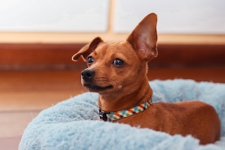 A small brown dog with distinctive upright ears is lying in a soft, fluffy blue bed. The dog is wearing a colorful, patterned collar. The background features a soft-focus, neutral-toned interior.