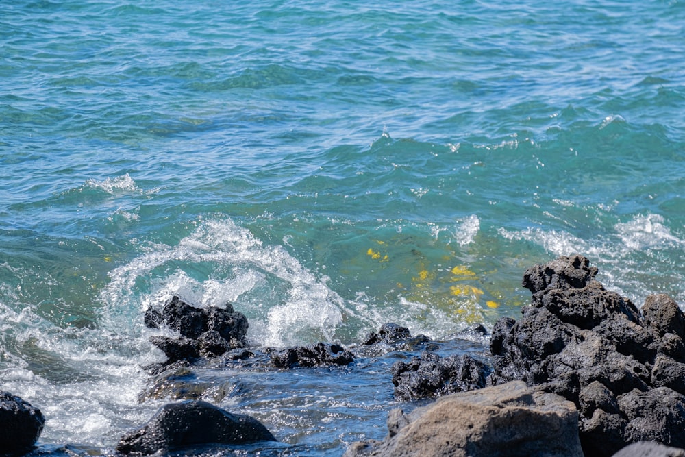 a bird sitting on a rock near the ocean