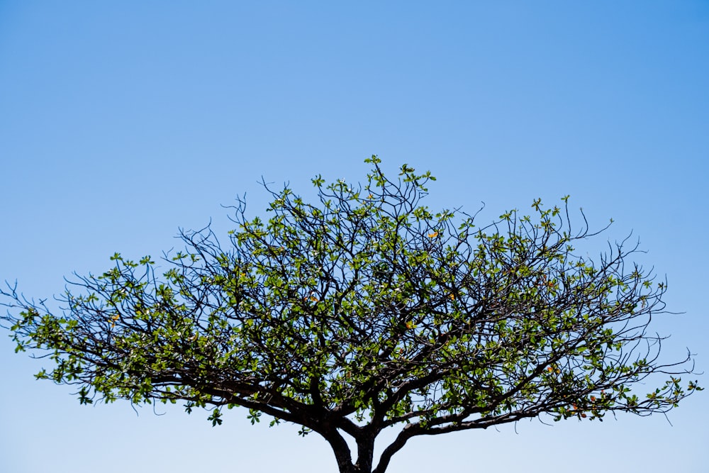 a tree with green leaves against a blue sky