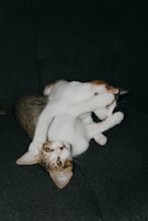A group of cats playfully interacting with each other.