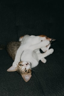 A group of cats playfully interacting with each other.