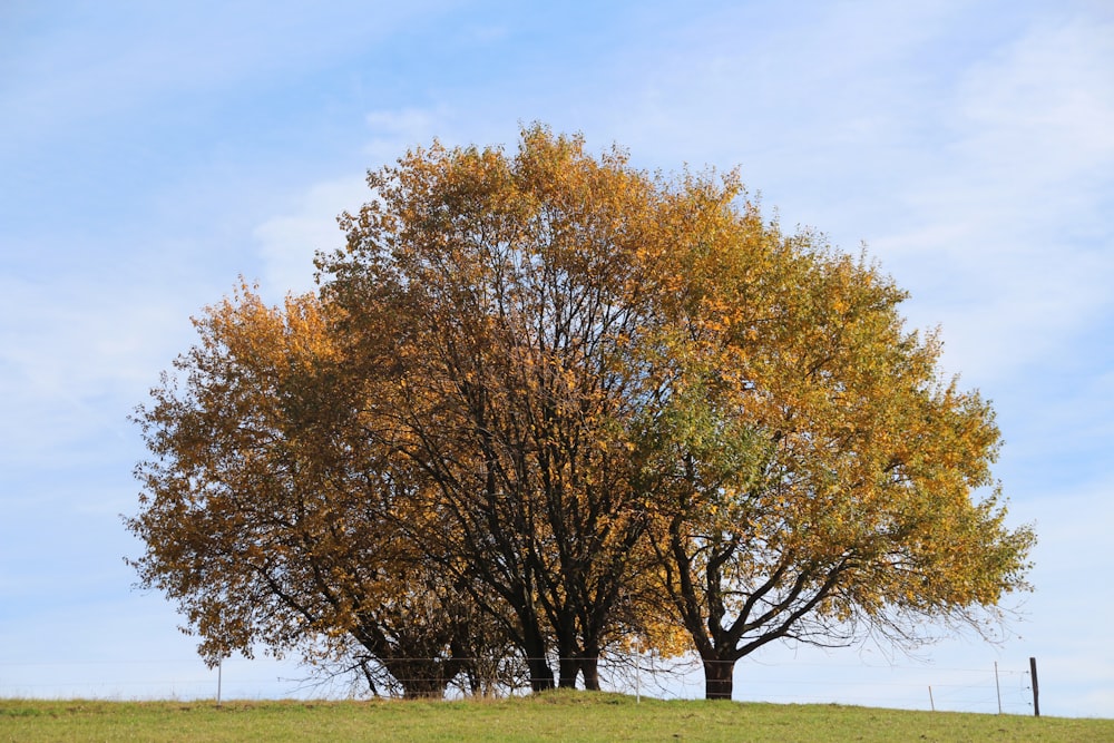 a couple of trees that are in the grass