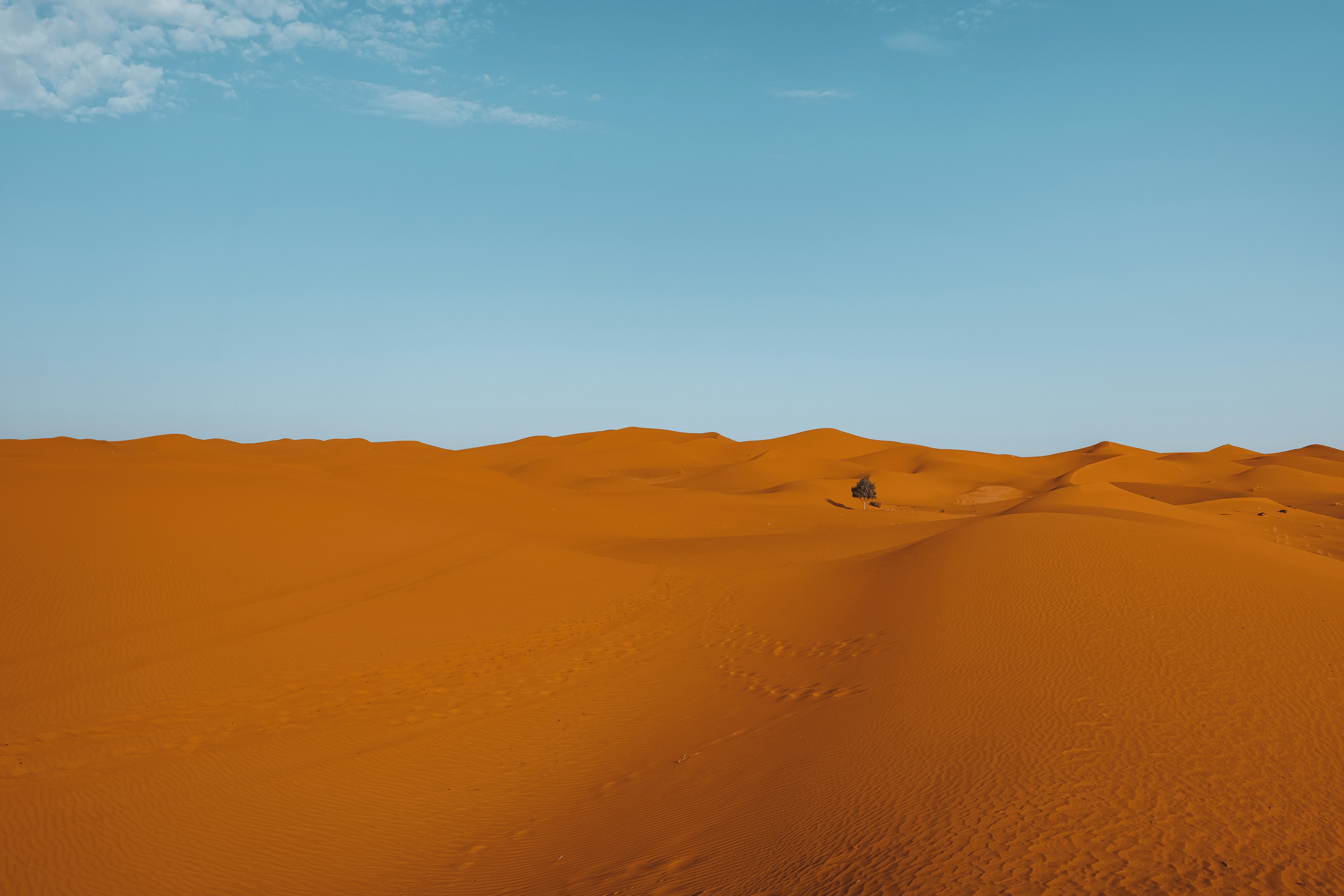 a lone tree in the middle of a desert