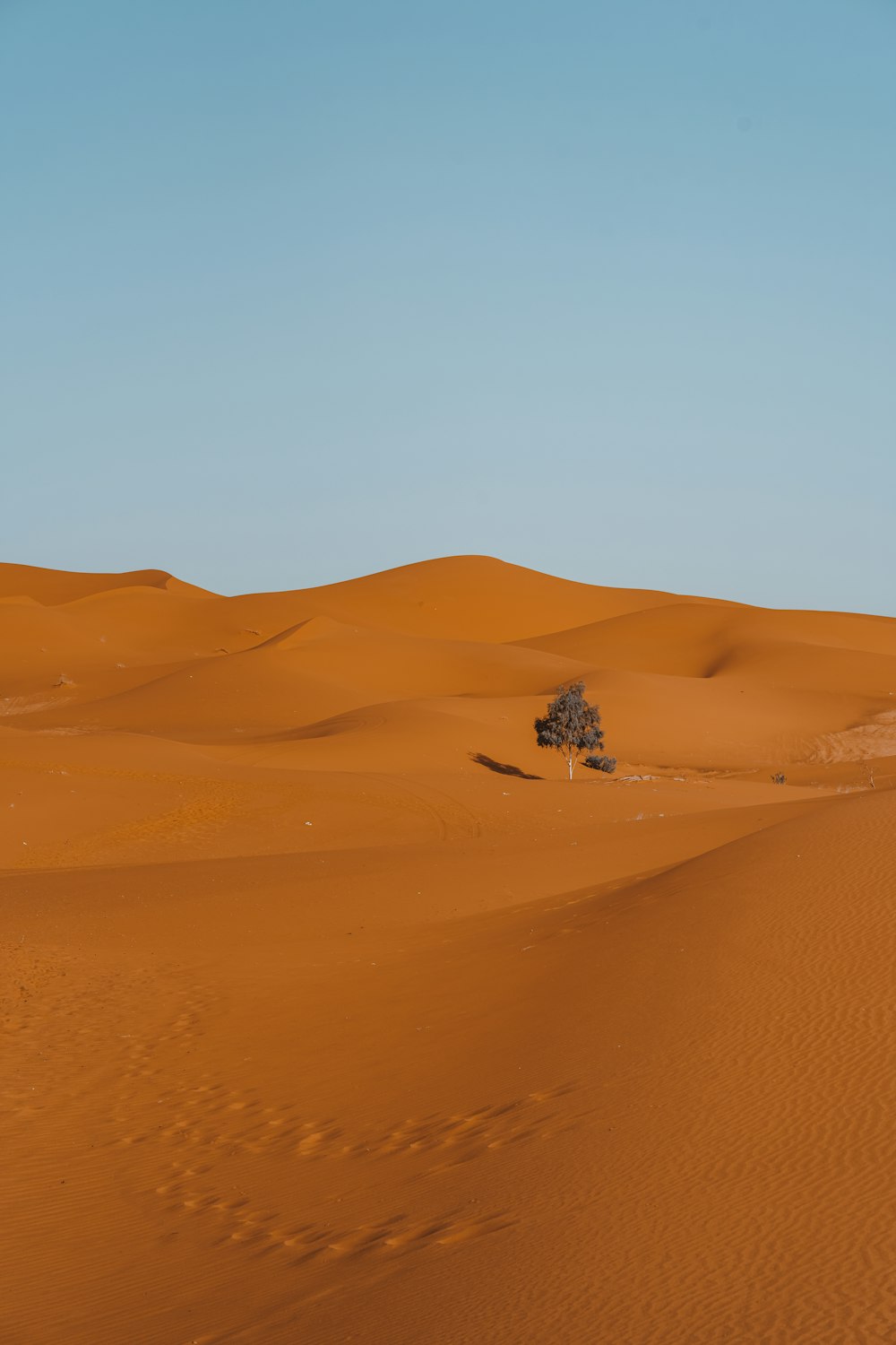 砂漠の真ん中にある孤独な木