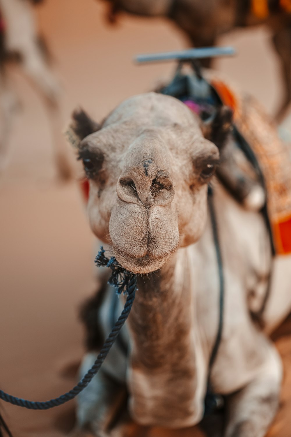 a close up of a camel with a saddle on its back