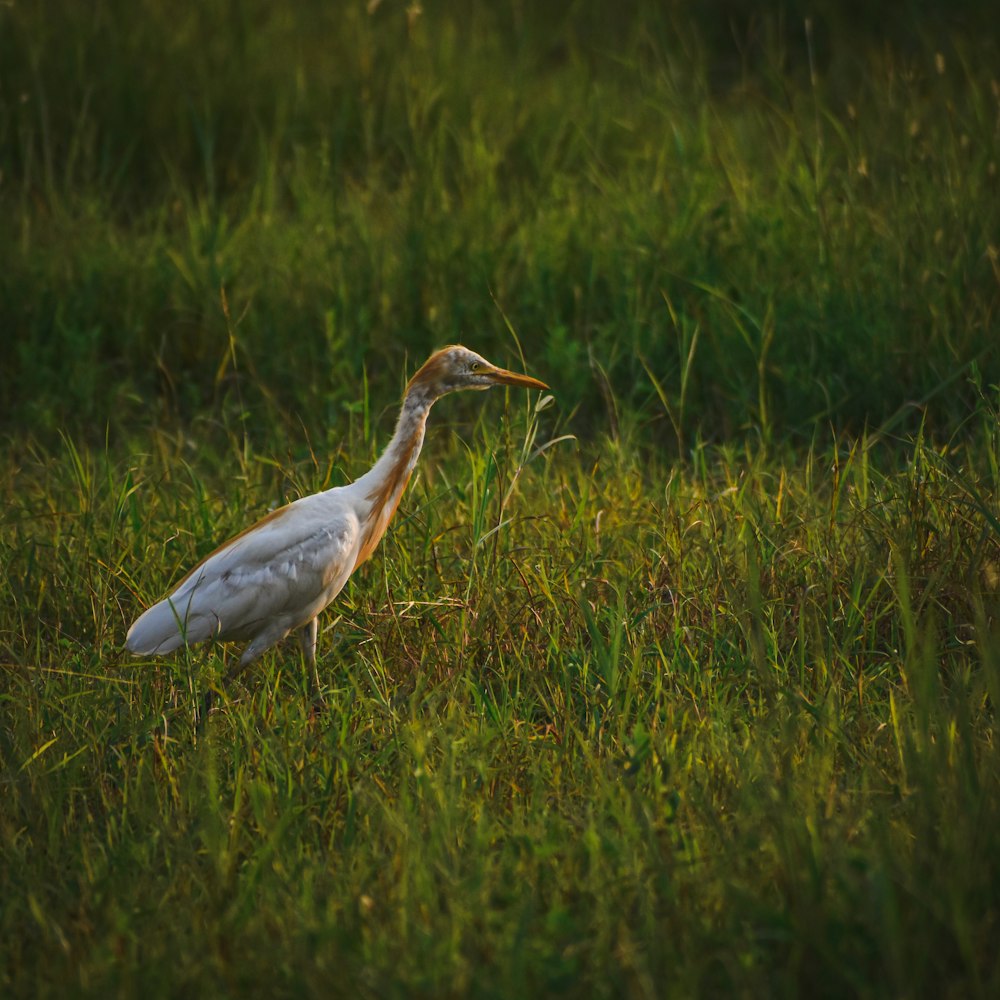 a large white bird standing in a grassy field