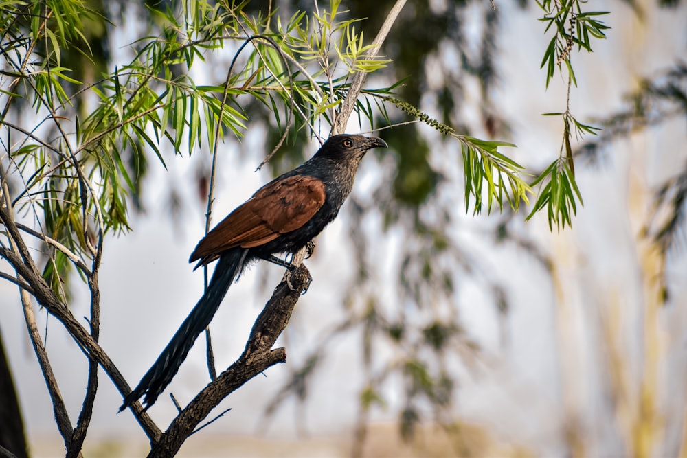 um pássaro empoleirado em um galho de uma árvore