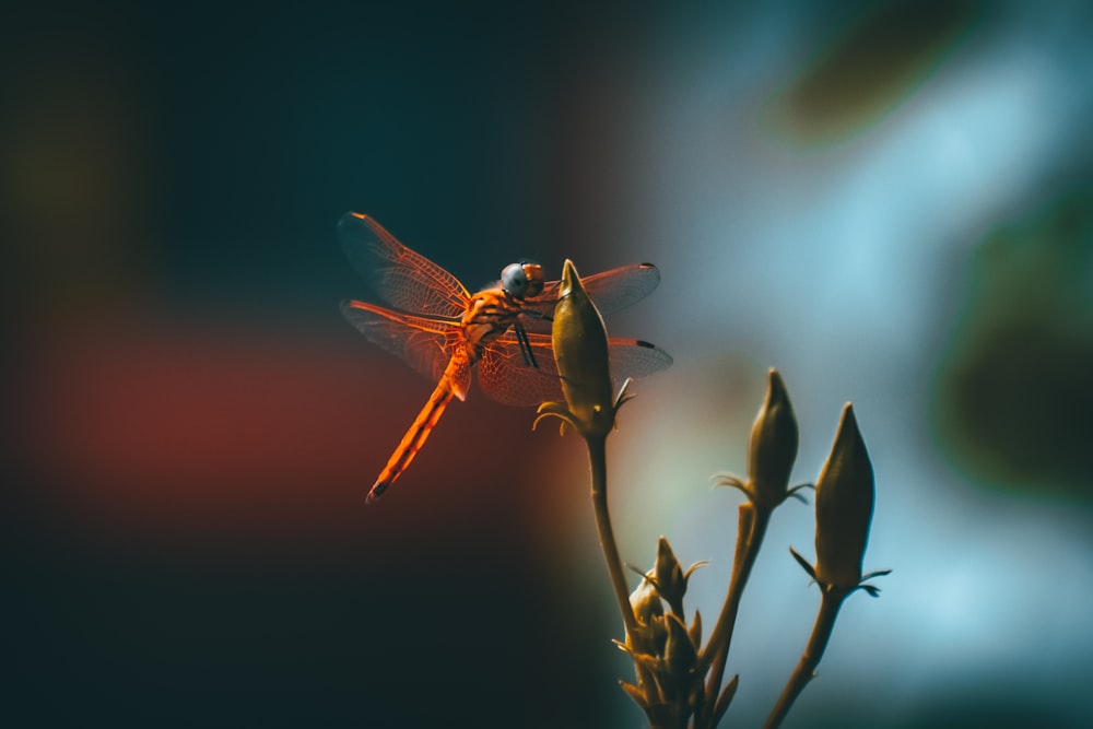 a close up of a dragon fly on a flower