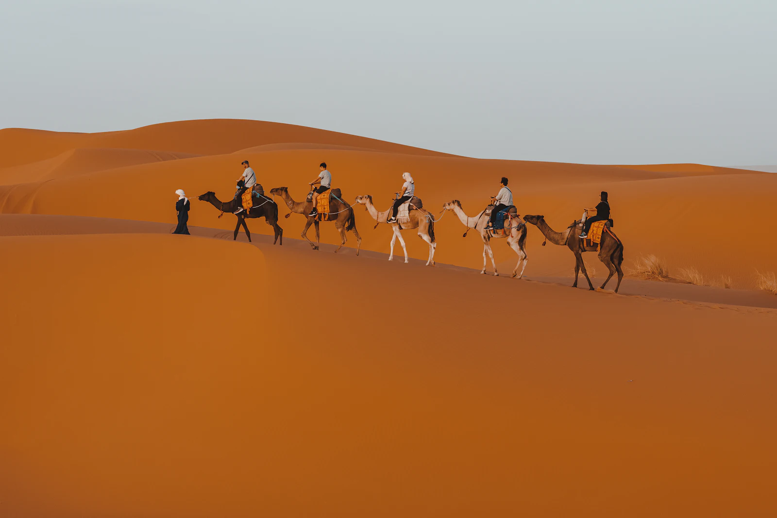 Camel caravan across the dunes