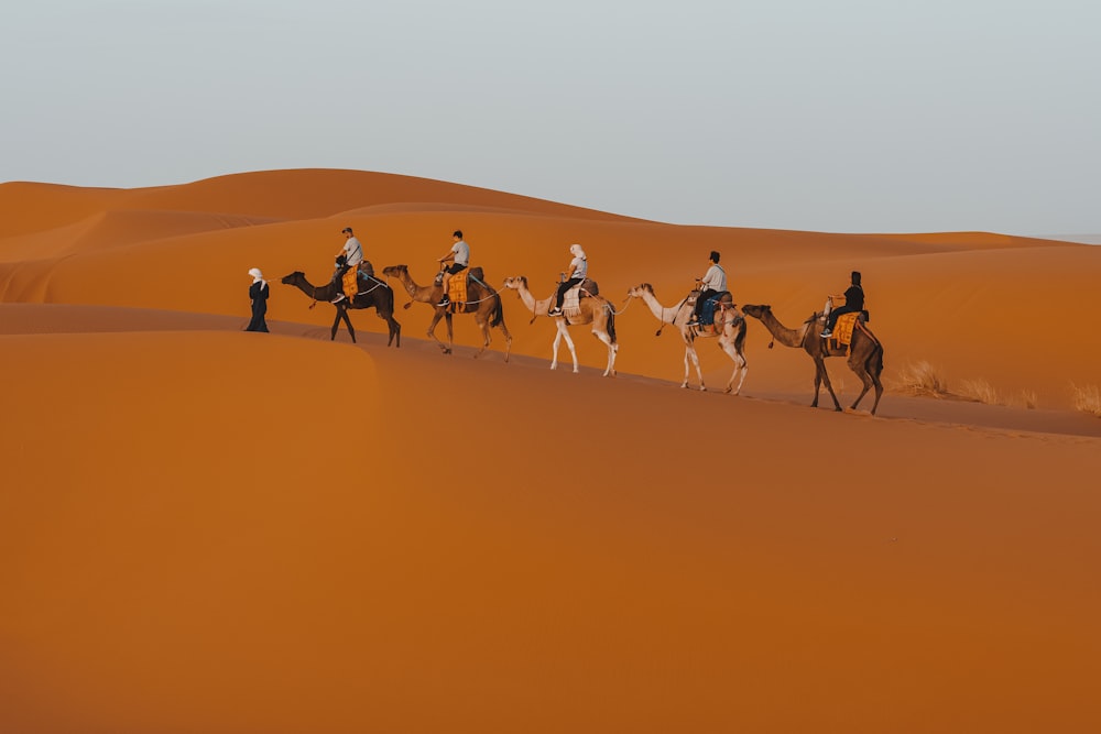 a group of people riding camels across a desert