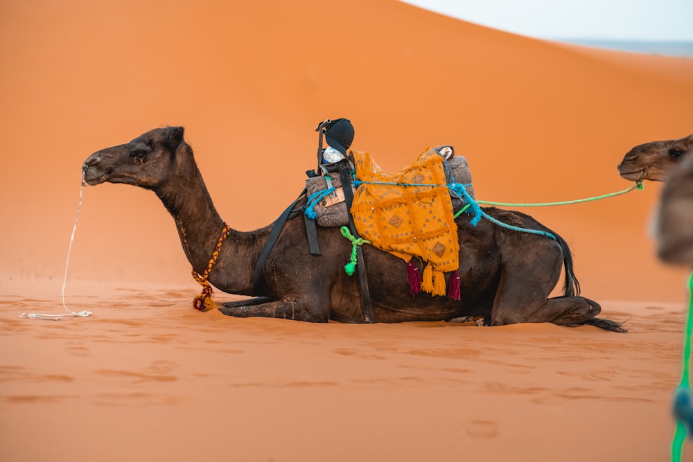 a man riding a camel in the desert