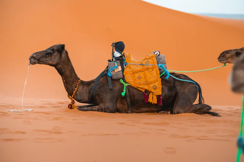 Camel Safari
