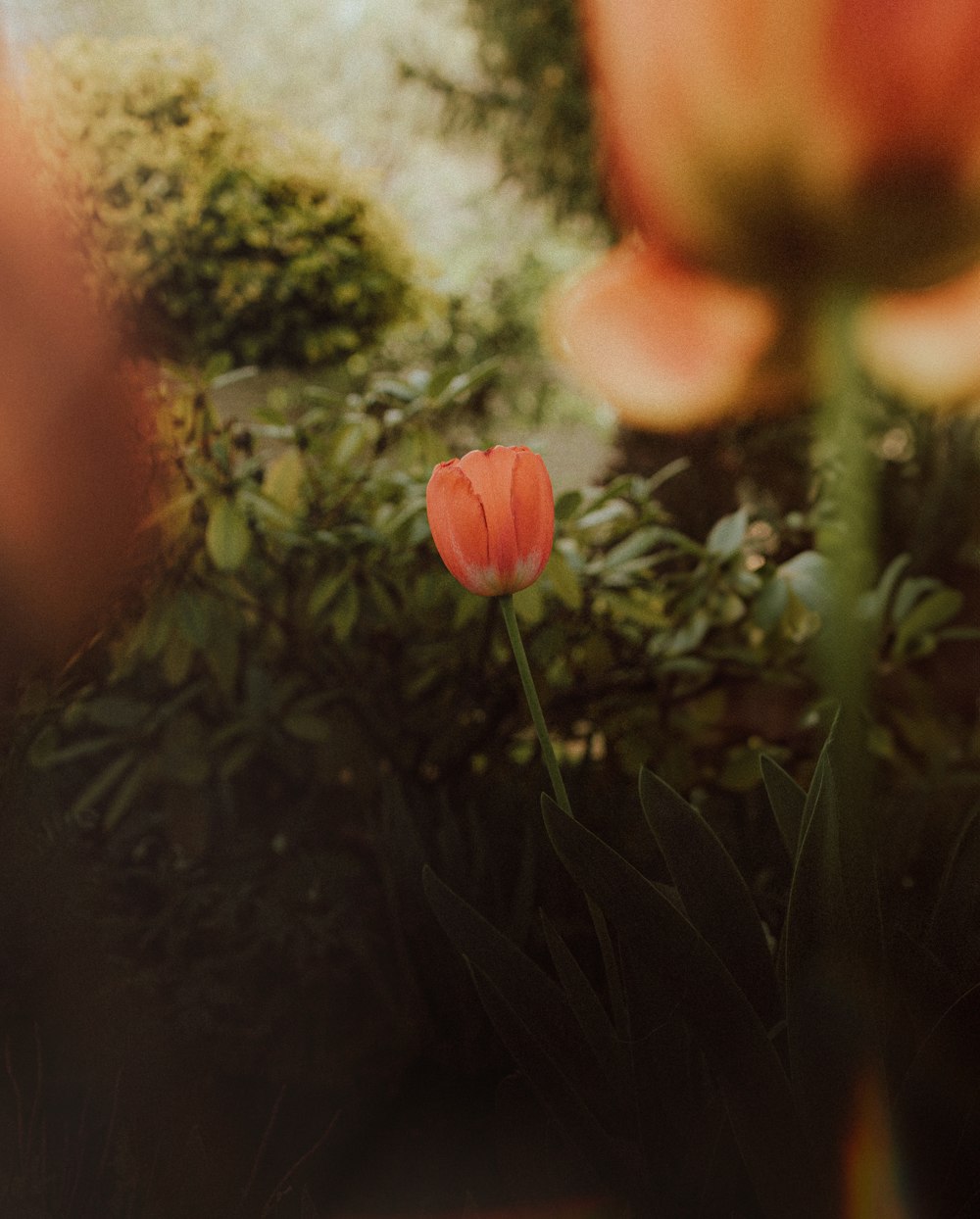 un singolo tulipano rosso nel mezzo di un giardino