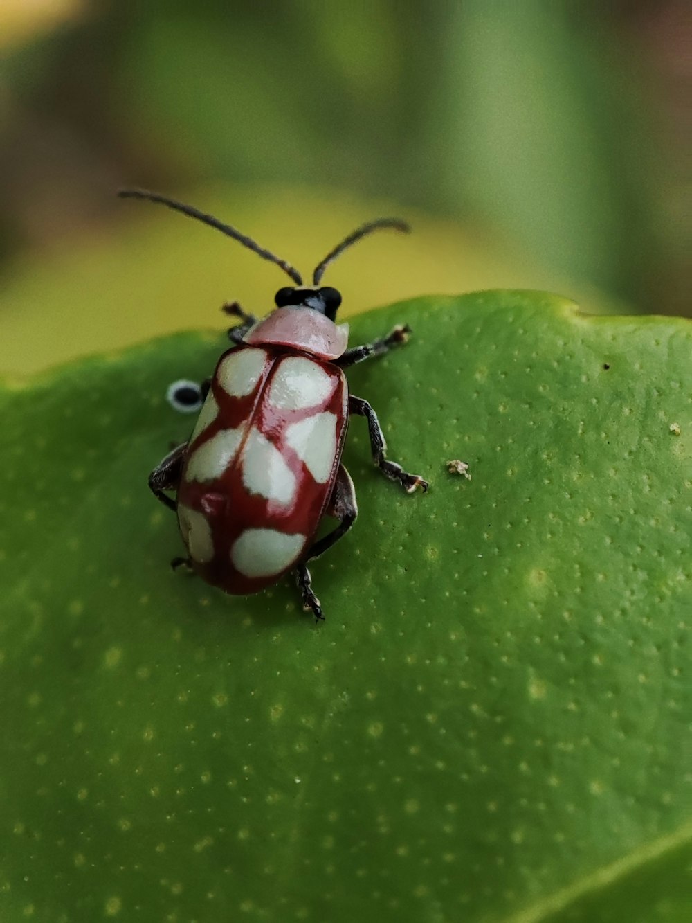 a red and white bug sitting on top of a green leaf