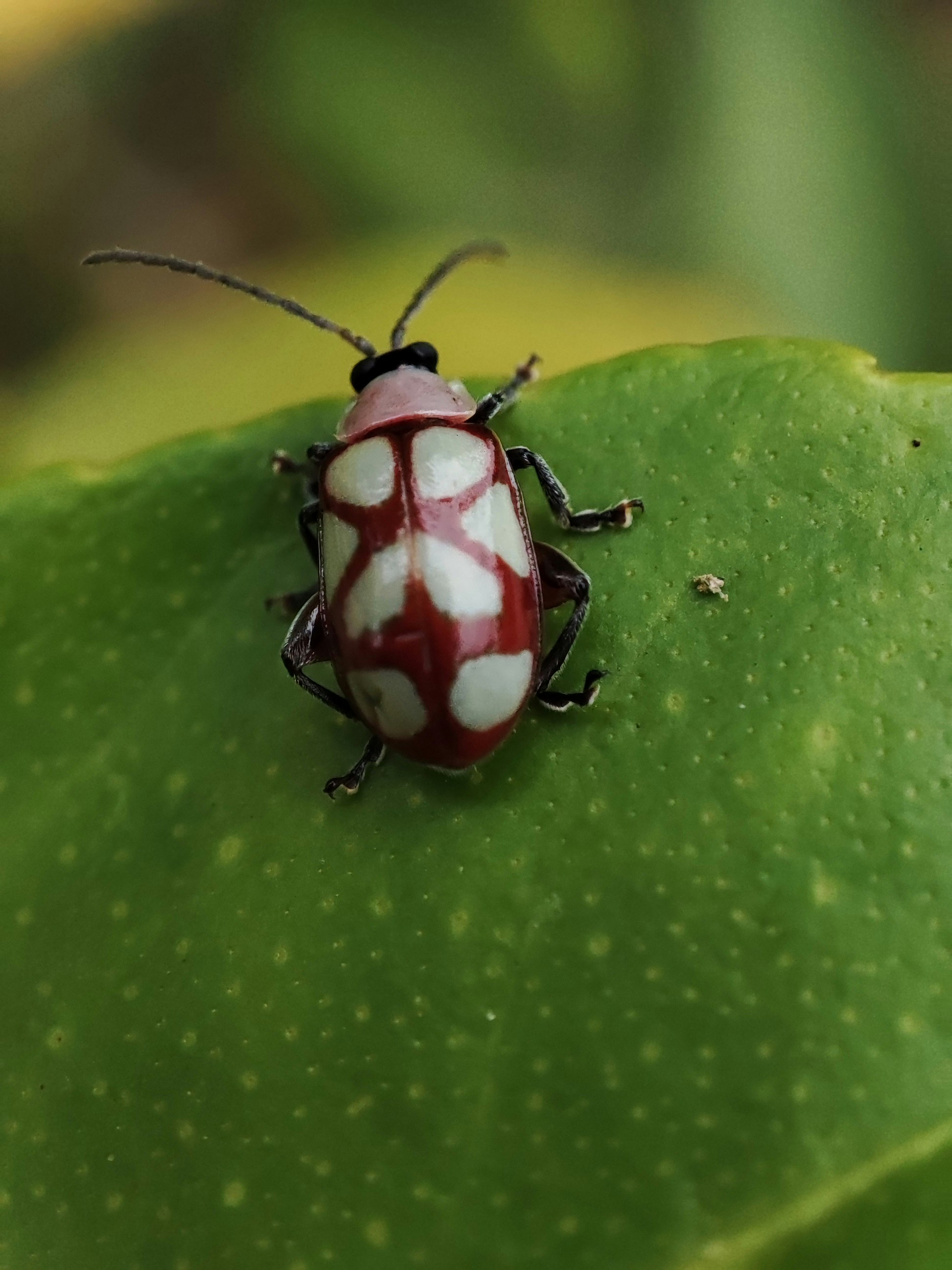 A red and white bug sitting on top of a green leaf photo – Free Ladybug ...