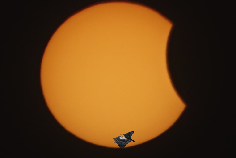 Ein Vogel sitzt auf einer Stange vor der Sonne
