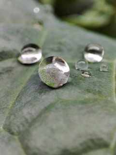 Close-up of pristine, translucent water droplets resting on a silver-accented leaf.