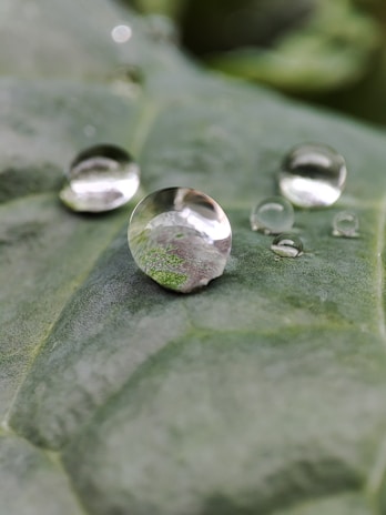 Close-up of pristine, translucent water droplets resting on a silver-accented leaf.
