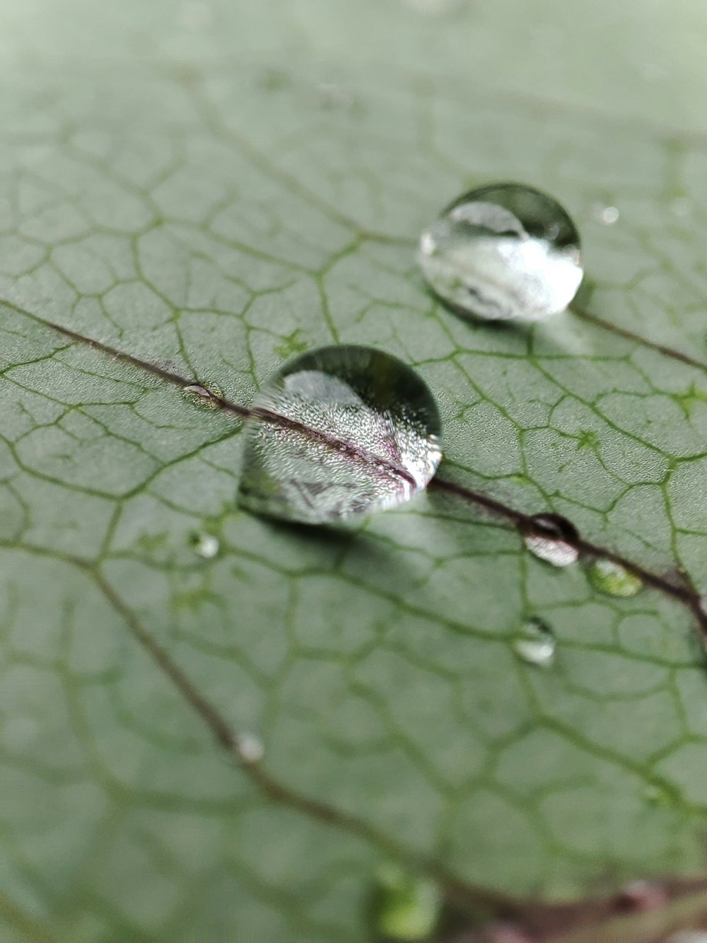 two drops of water on a green leaf