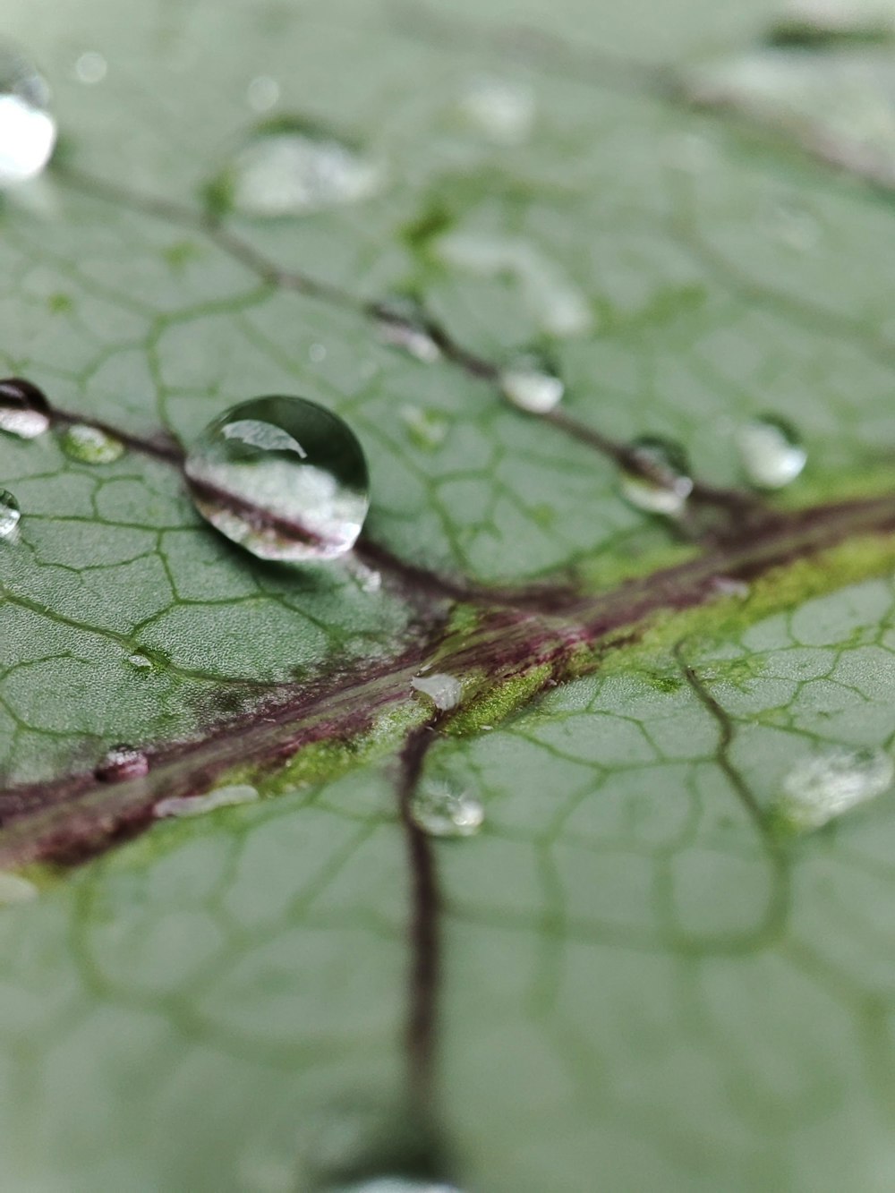 a green leaf with drops of water on it