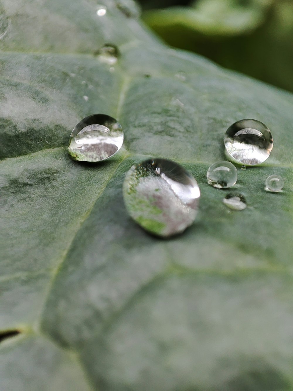 a close up of water droplets on a leaf