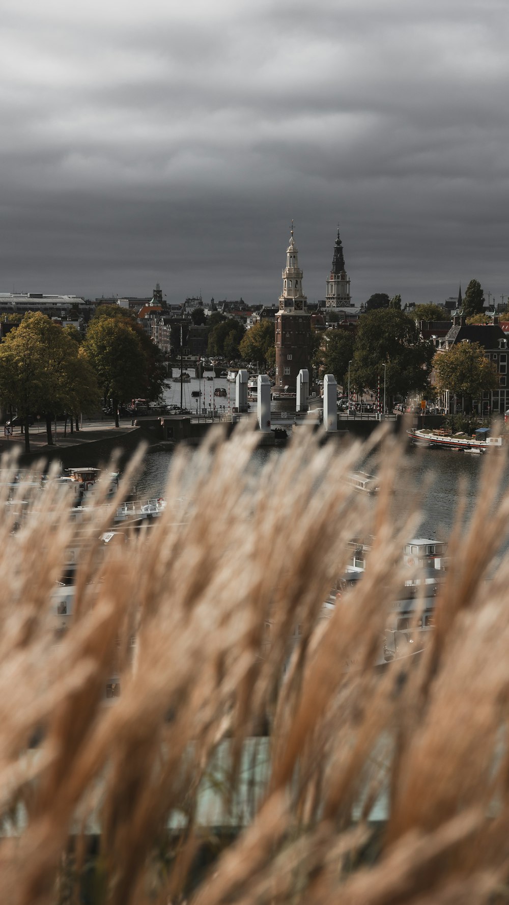 tall grass in front of a body of water with a clock tower in the background