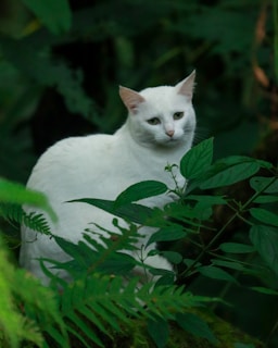 A white cat is sitting amidst lush green foliage, partially hidden by the leaves. The cat's expression appears calm and serene, adding a sense of peace to the scene.