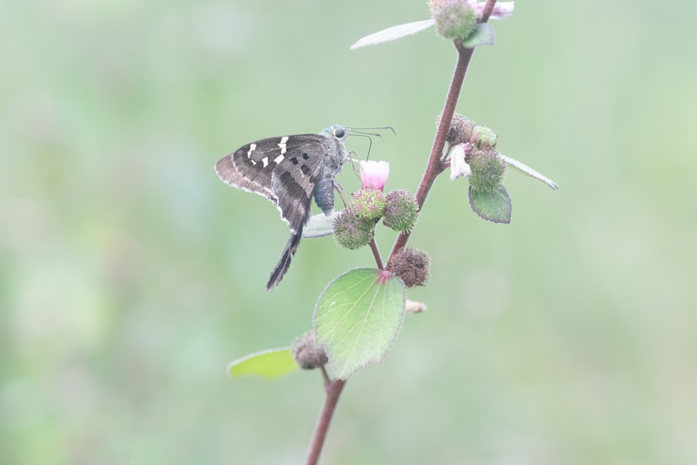 a small bird sitting on top of a flower