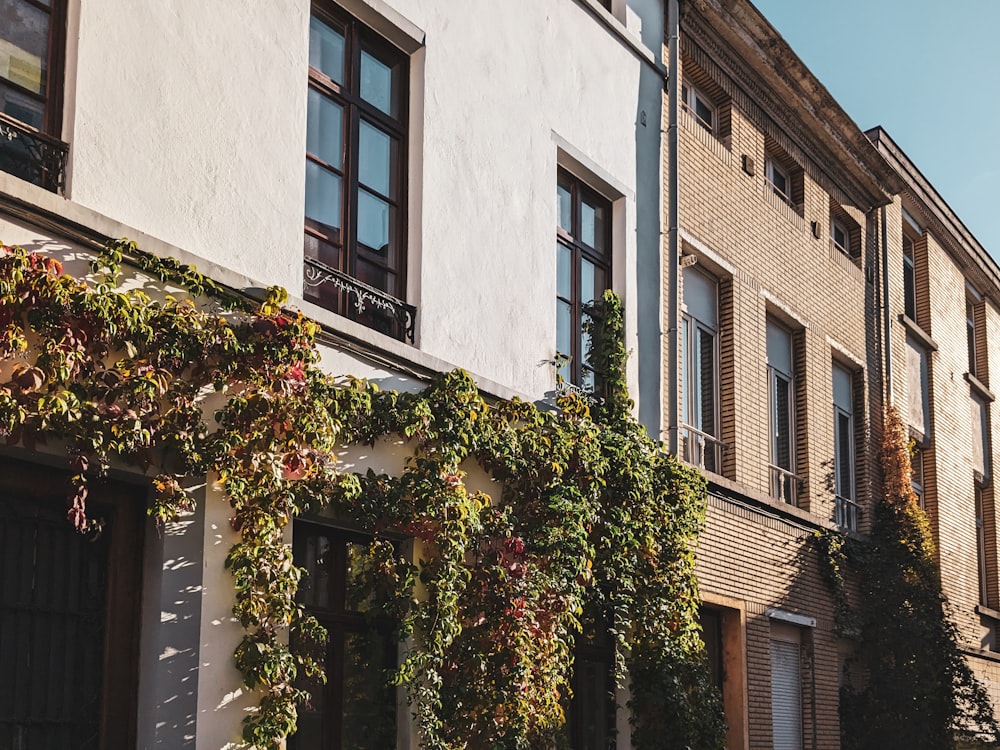 a row of buildings with ivy growing up the side of them