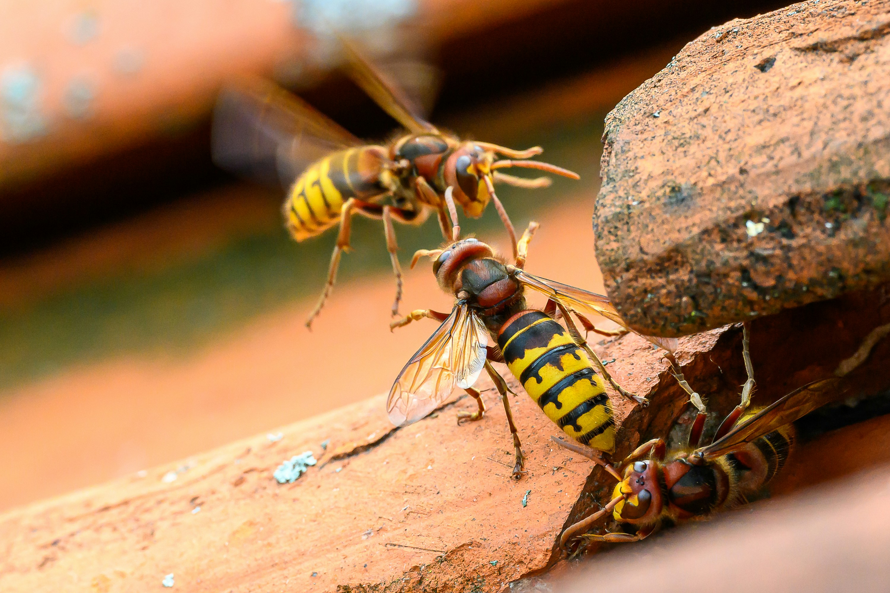 due api gialle e nere che si siedono sulla cima di una roccia