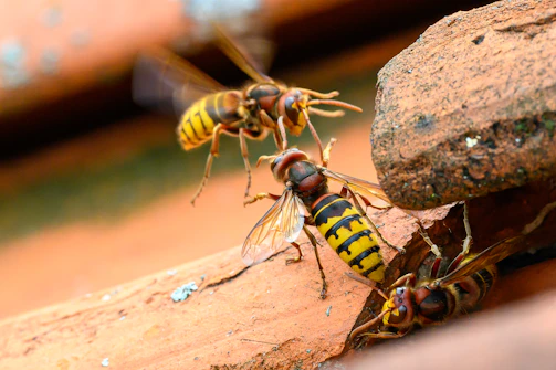 Map showing locations of identified hornet nests across the region