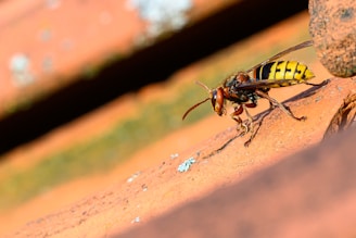 A close-up of a wasp with a striking black and yellow striped abdomen. The insect is perched on a textured orange surface, possibly a brick or terracotta material. The background is blurred with earthy tones, focusing attention on the wasp.