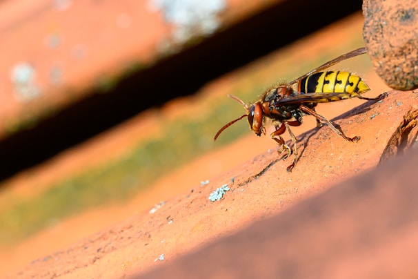 A close-up of a wasp with a striking black and yellow striped abdomen. The insect is perched on a textured orange surface, possibly a brick or terracotta material. The background is blurred with earthy tones, focusing attention on the wasp.