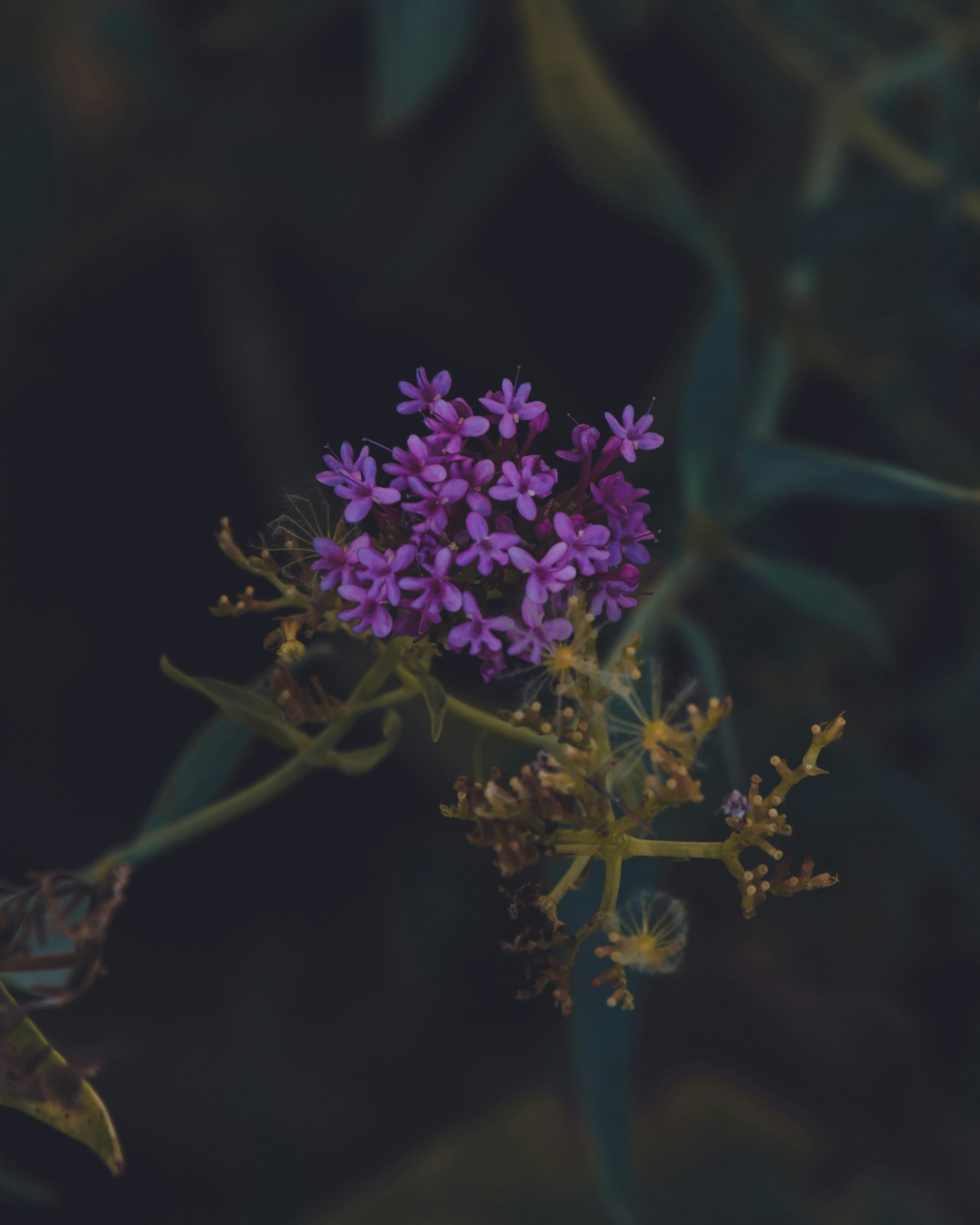 Technical Competencies: