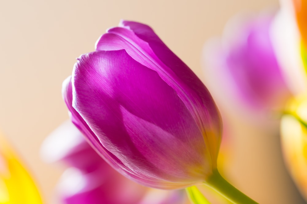 a close up of a purple flower with yellow tips