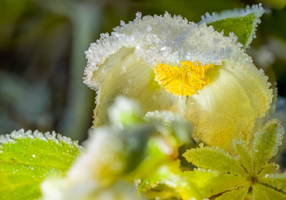 a close up of a flower with dew on it