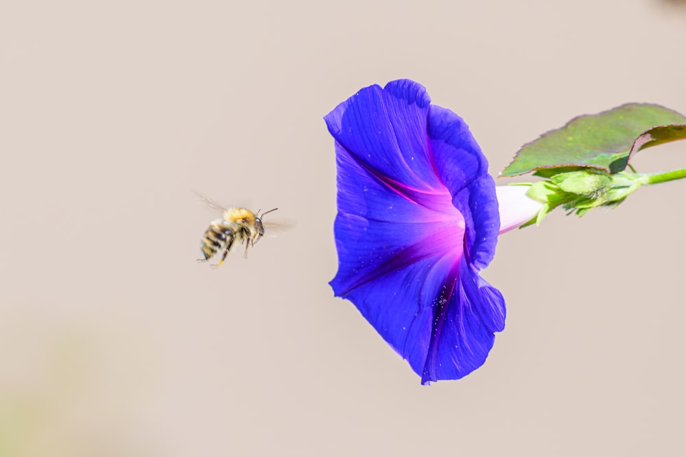 a blue flower with a bee flying next to it
