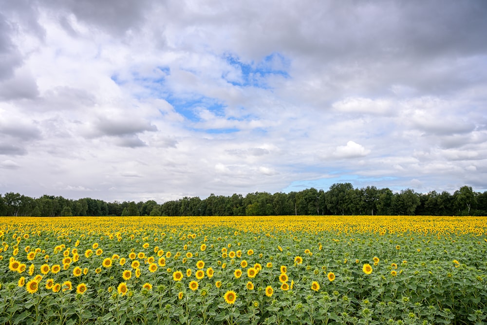 a large field of sunflowers under a cloudy sky