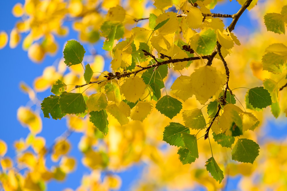 a tree branch with yellow leaves against a blue sky