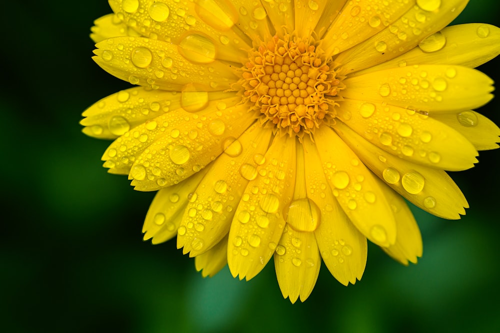 a yellow flower with water droplets on it