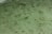 Green aquatic plants are submerged in clear water with a sandy bottom. The scene reveals long, slender stems with narrow leaves floating just beneath the surface. The water is so clear that small pebbles and patterns on the sand are visible below.