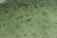 Green aquatic plants are submerged in clear water with a sandy bottom. The scene reveals long, slender stems with narrow leaves floating just beneath the surface. The water is so clear that small pebbles and patterns on the sand are visible below.