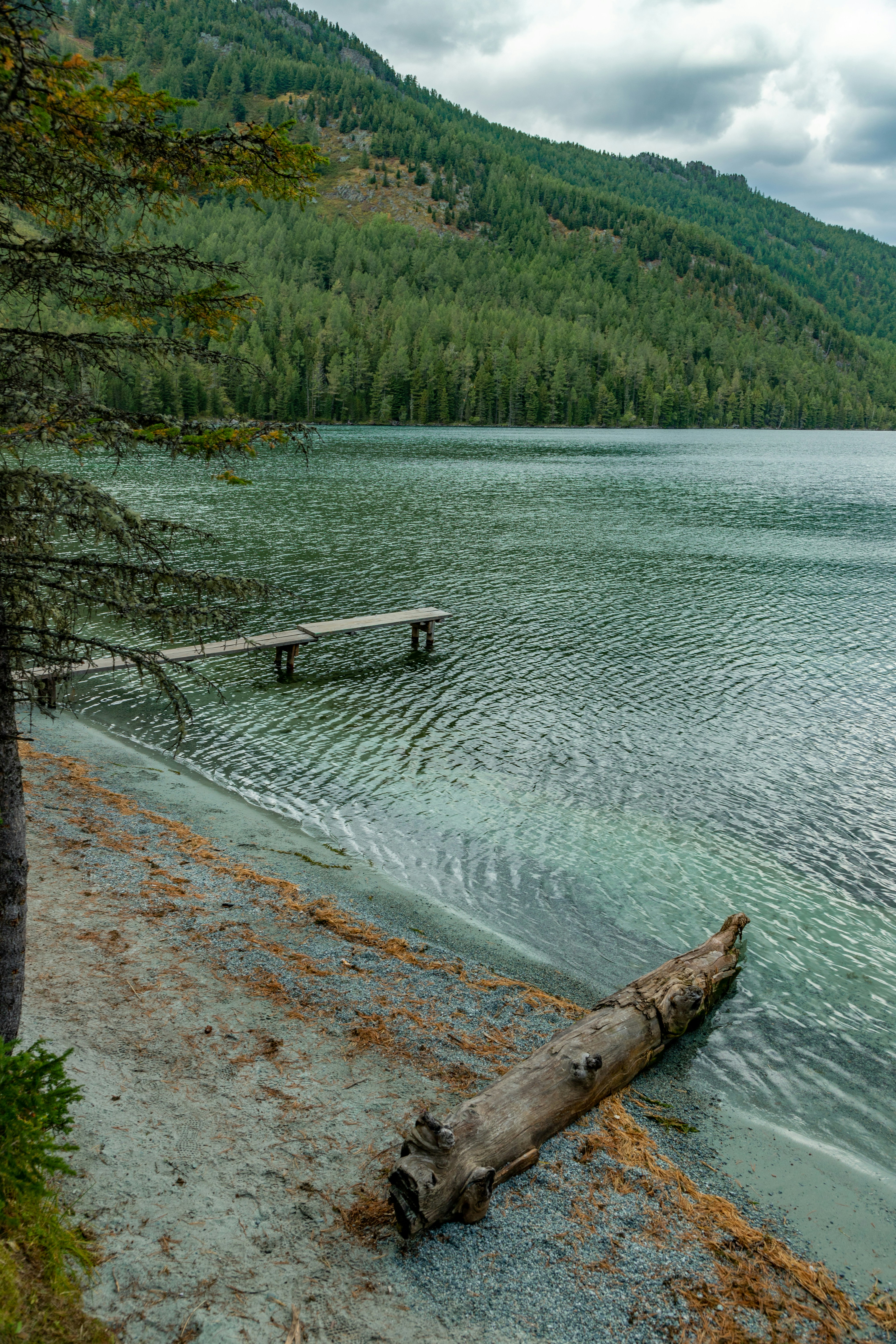 a log laying on the shore of a lake
