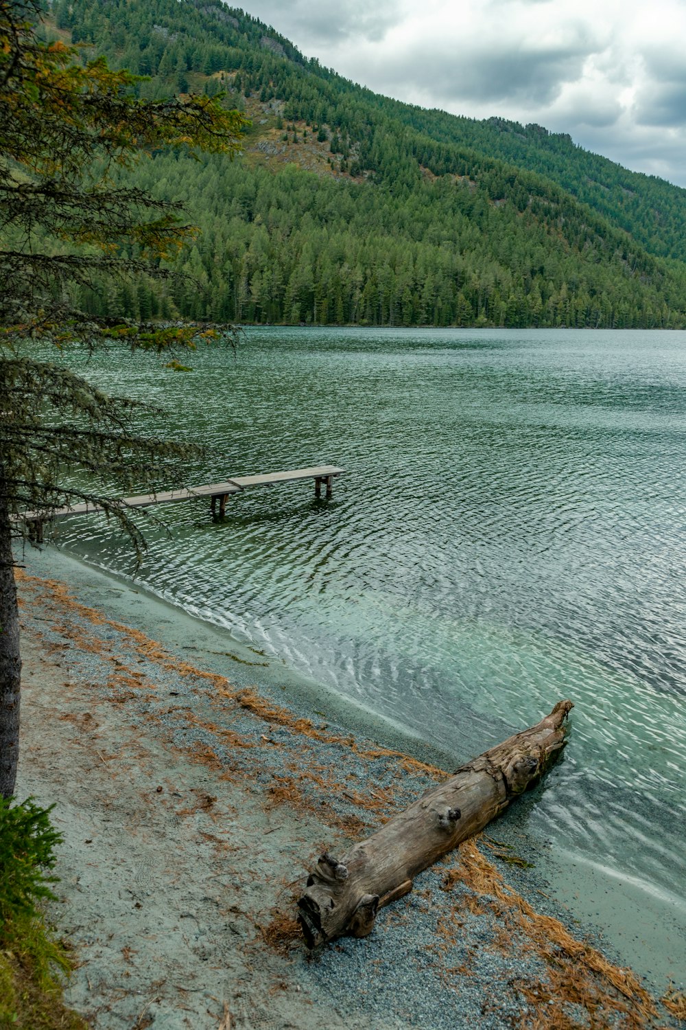 a log laying on the shore of a lake