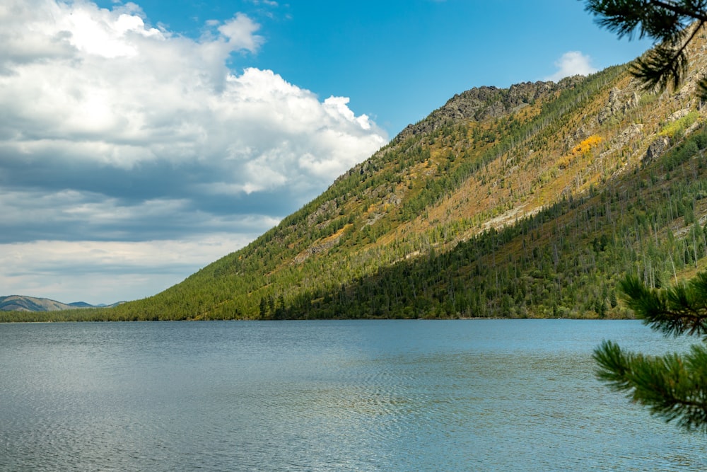 a large body of water surrounded by a forest