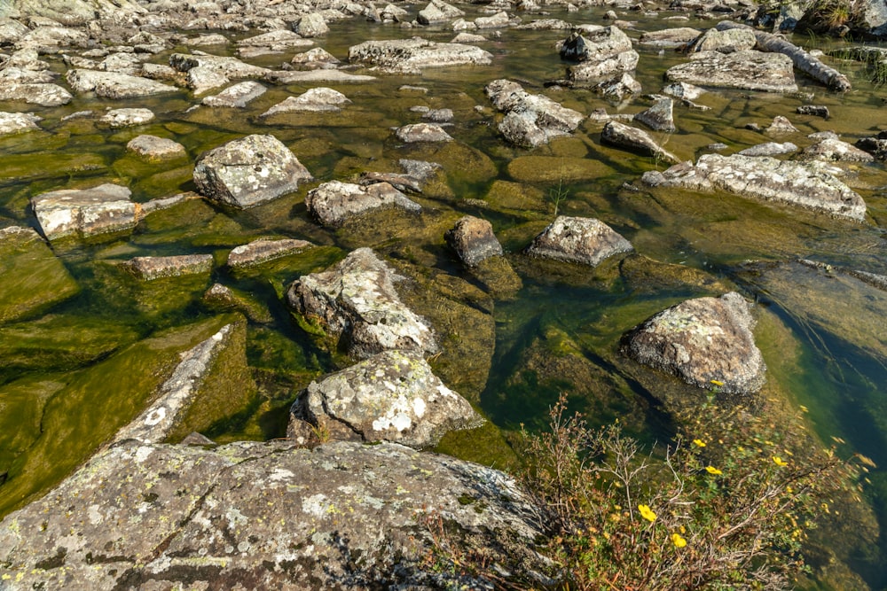 a river filled with lots of rocks covered in green algae
