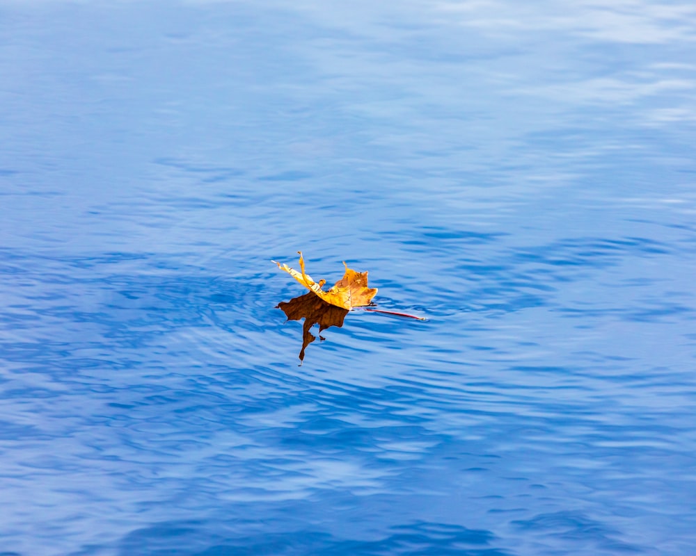 a leaf floating on top of a body of water